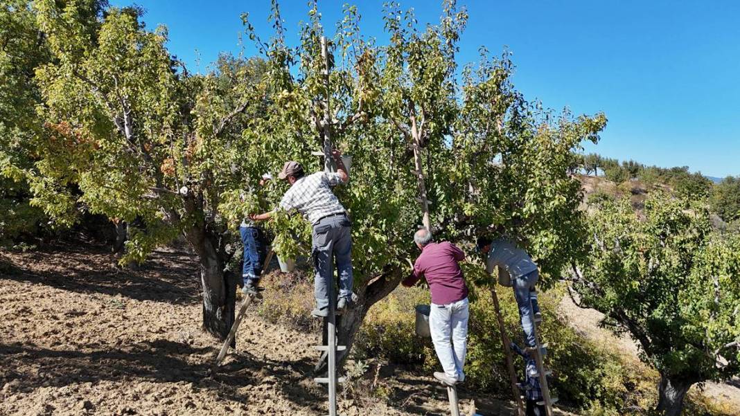 Aylarca depolarda bekletildi: Şimdi tezgahları süsleyecek! Ankara armudunun ilginç yolculuğu şaşırttı 17